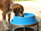 ¿Cómo funciona el bebedero de agua para perros?