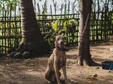 Chained Dog and Puppy on Yard