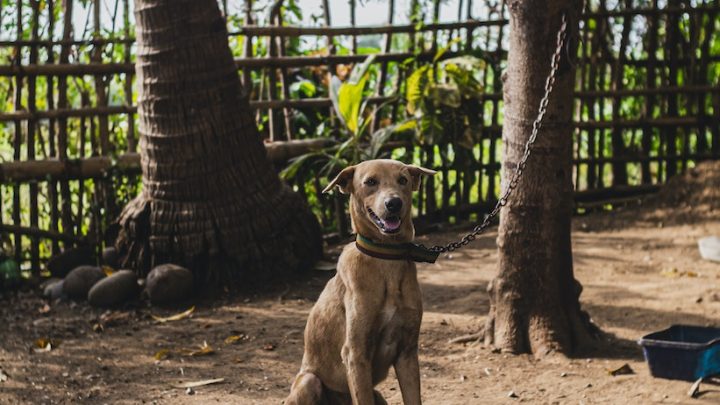 ¿Cuáles son las cinco libertades de los animales?