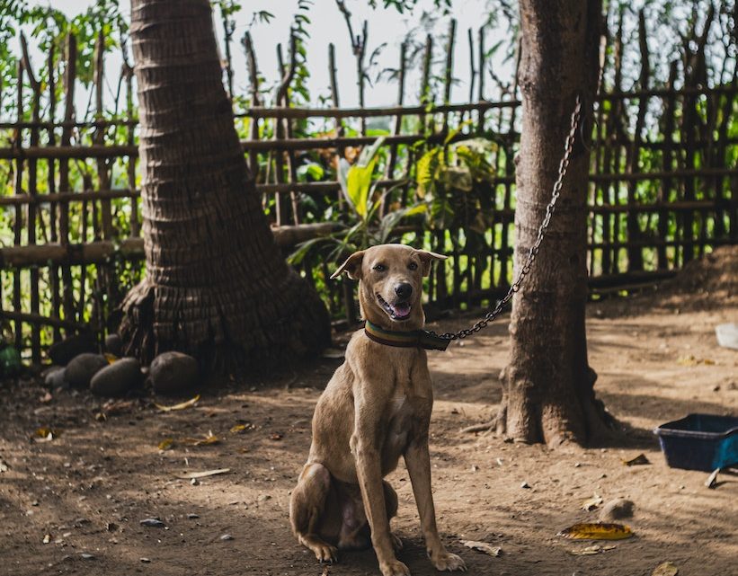 ¿Cuáles son las cinco libertades de los animales?