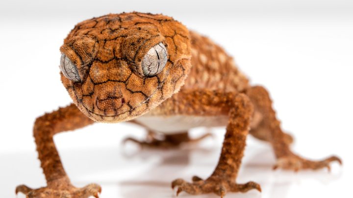 Cómo detectar y tratar enfermedades comunes en reptiles