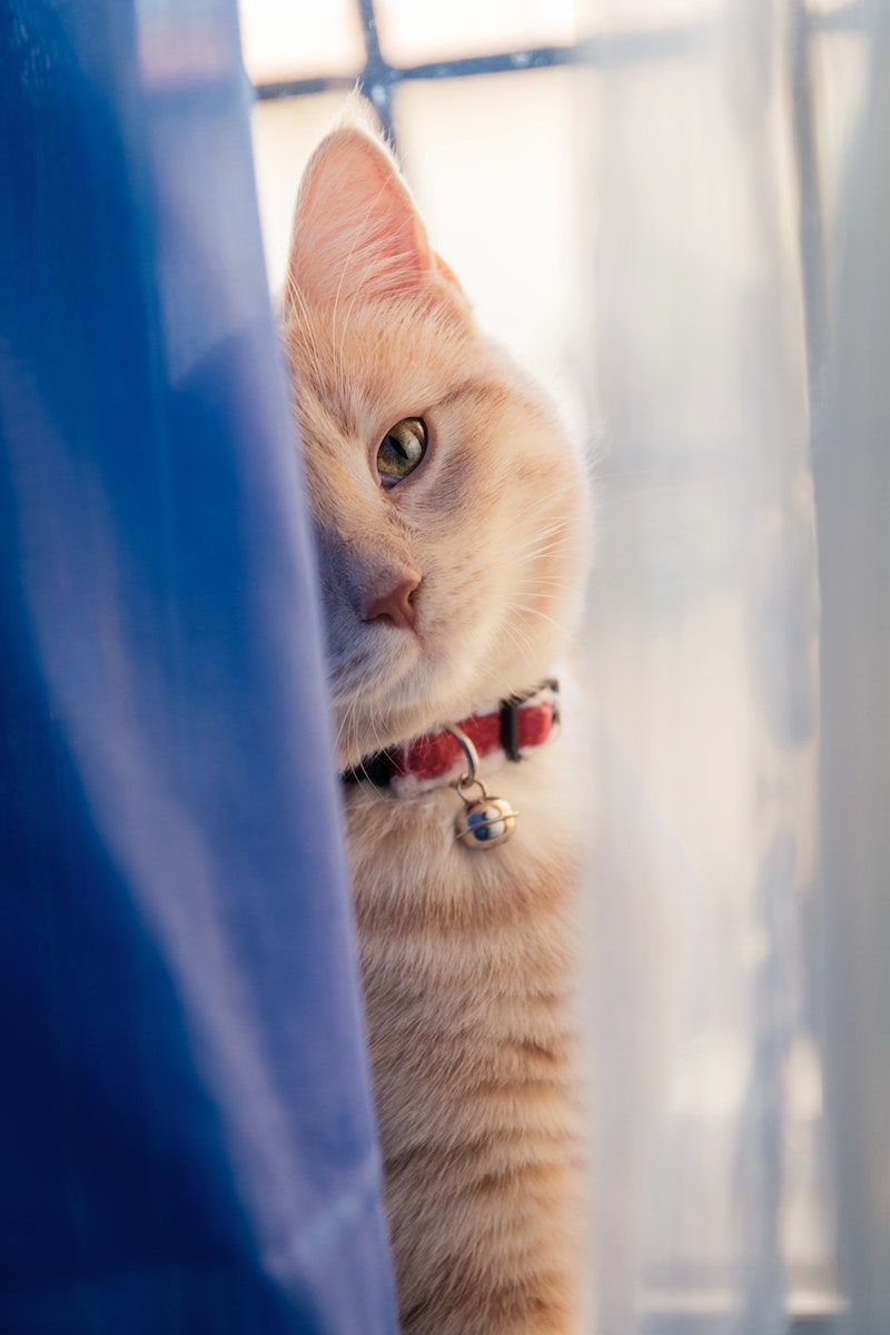 Orange Tabby Cat on Back of Window Curtain