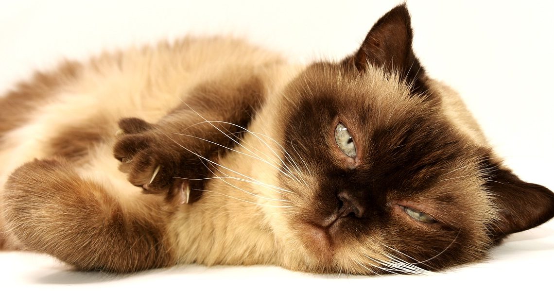Tratamiento de Control de Pulgas para Gatos