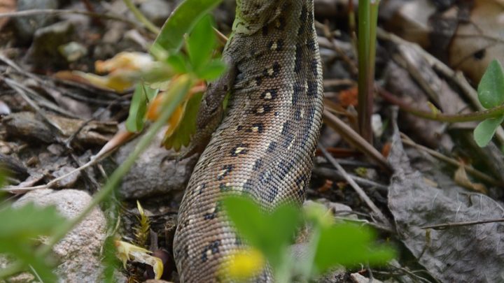 Cómo elegir el terrario perfecto para tu reptil