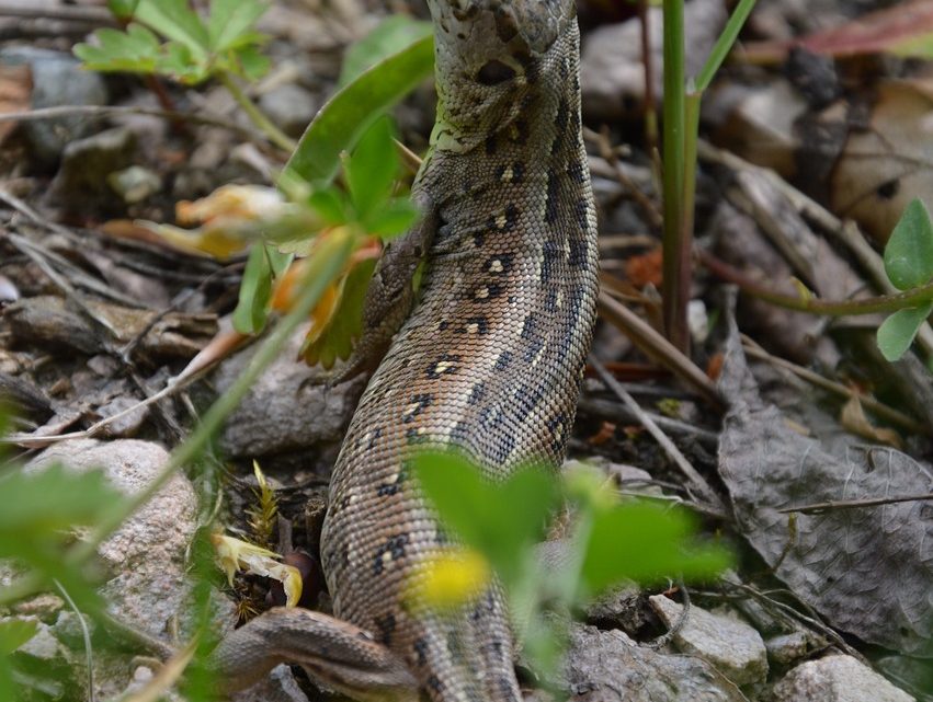 Cómo elegir el terrario perfecto para tu reptil