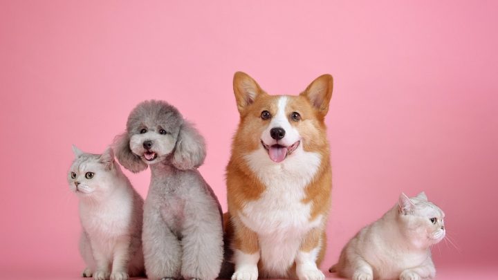 Cómo las Mascotas Mejoran Nuestras Vidas