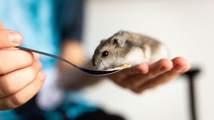 Cómo elegir el mejor tipo de comida para tu roedor