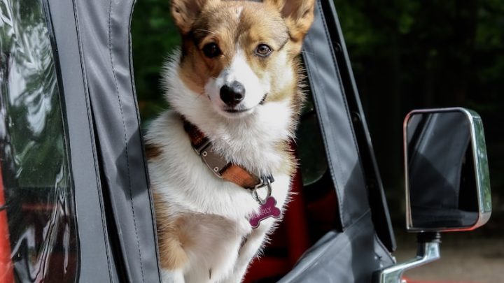 Cómo preparar a tu mascota para un viaje en coche