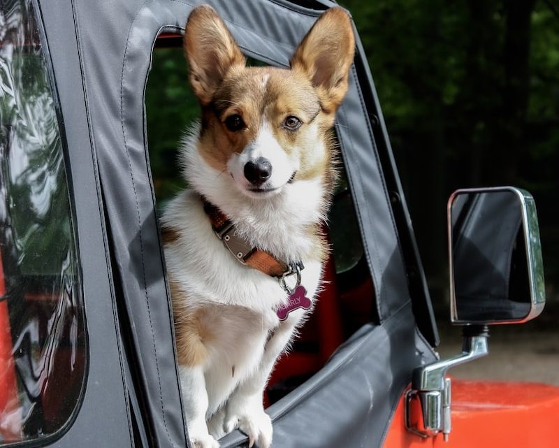 Cómo preparar a tu mascota para un viaje en coche