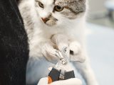 White Cat Getting Nail Cut by a Vet