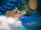 brown and white hamster on blue plastic container