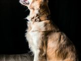 golden retriever, domestic animal, animal