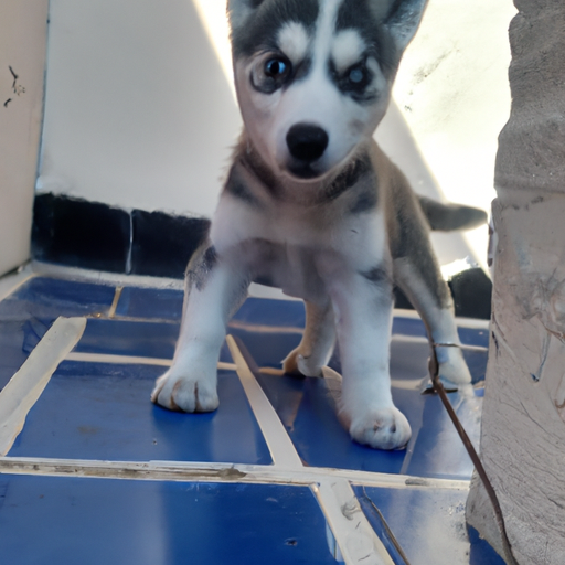 ¿Cuál es la mejor mascota para un adolescente?