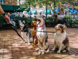 four dogs on park