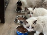 white cat beside blue ceramic bowl