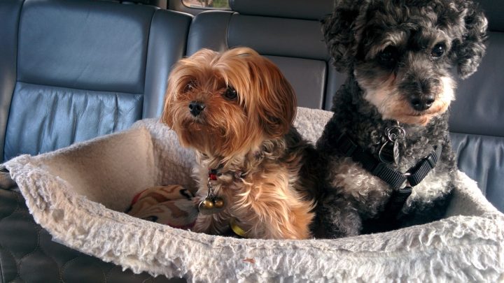 El Asiento Viajero para Perros: La Mejor Opción para Viajar Con Tu Mascota