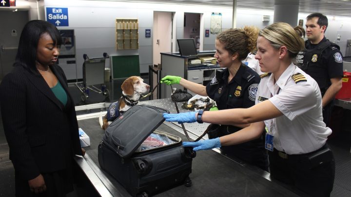 Viajar con tu mascota: cómo mantenerla segura