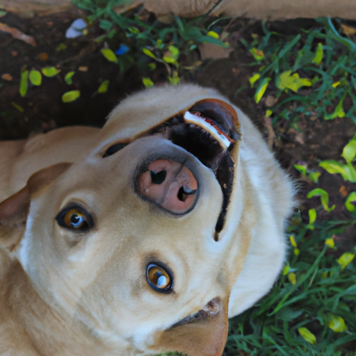 ¿Qué hace feliz a un perro?