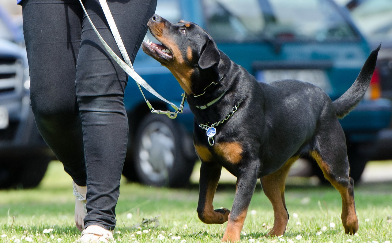 Entrenamiento básico para perros: enseñar trucos