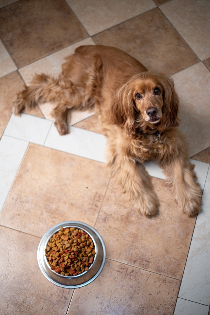 Cómo elegir la mejor comida para tu perro