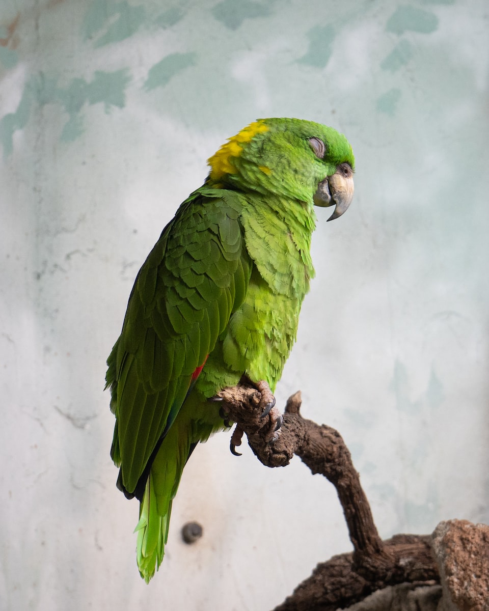 Cómo entender el lenguaje corporal de tu pájaro