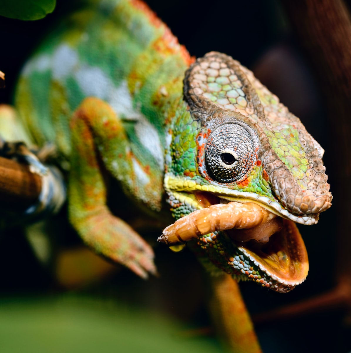 Cómo elegir el mejor tipo de comida para tu reptil