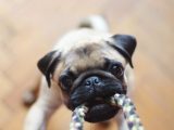 fawn pug biting rope