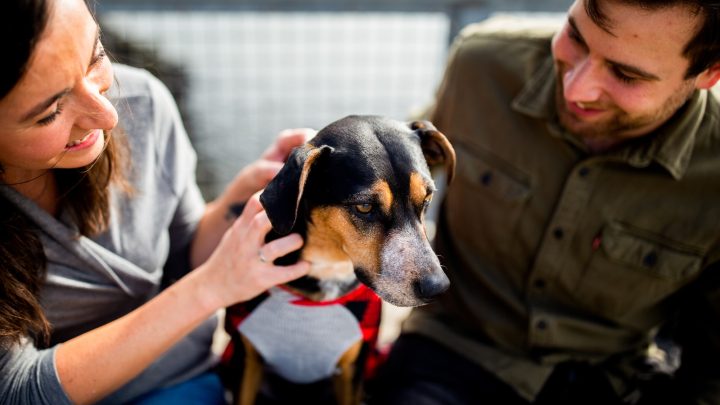 Los mejores consejos para adoptar una mascota