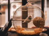 white and blue parakeet inside white birdcage