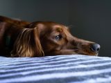 short-coat brown dog lying on blue and white striped bedspread