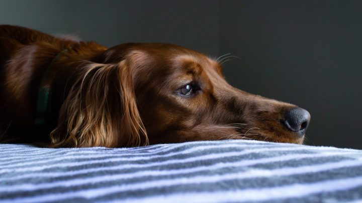 Qué es la enfermedad de Lyme en mascotas