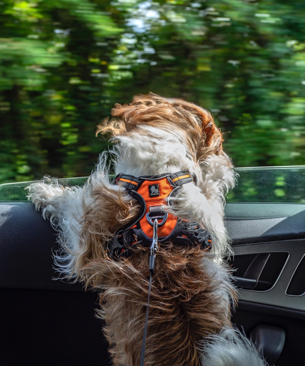 Accesorios para un viaje seguro con tu mascota en el coche