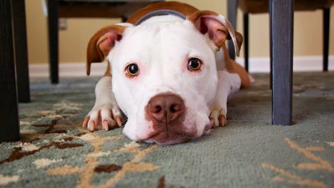 Cómo ayudar mascotas a ajustarse a su nuevo hogar