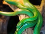 selective focus photography green snake on tree branch