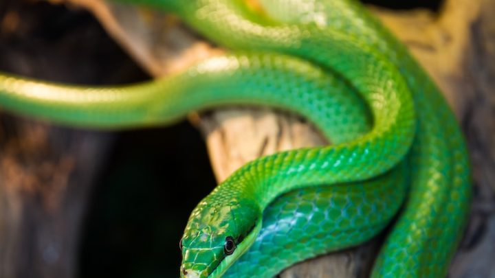 Cómo elegir el mejor tipo de comida para tu animal exótico