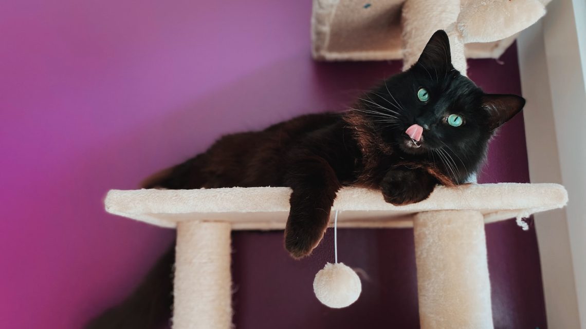 Cómo elegir el mejor lugar para tu gato en casa