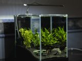 green leaf plant in clear glass terrarium with lighted lamp on top