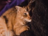 orange short-fur cat on black textile