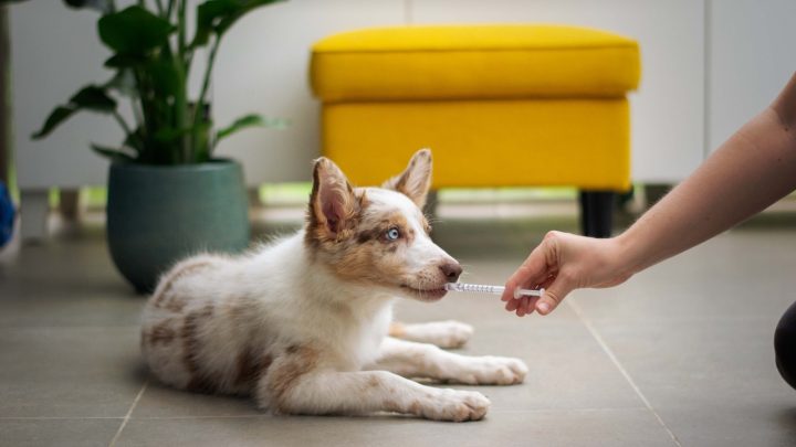 Probiótico para perros: todo lo que necesitas saber