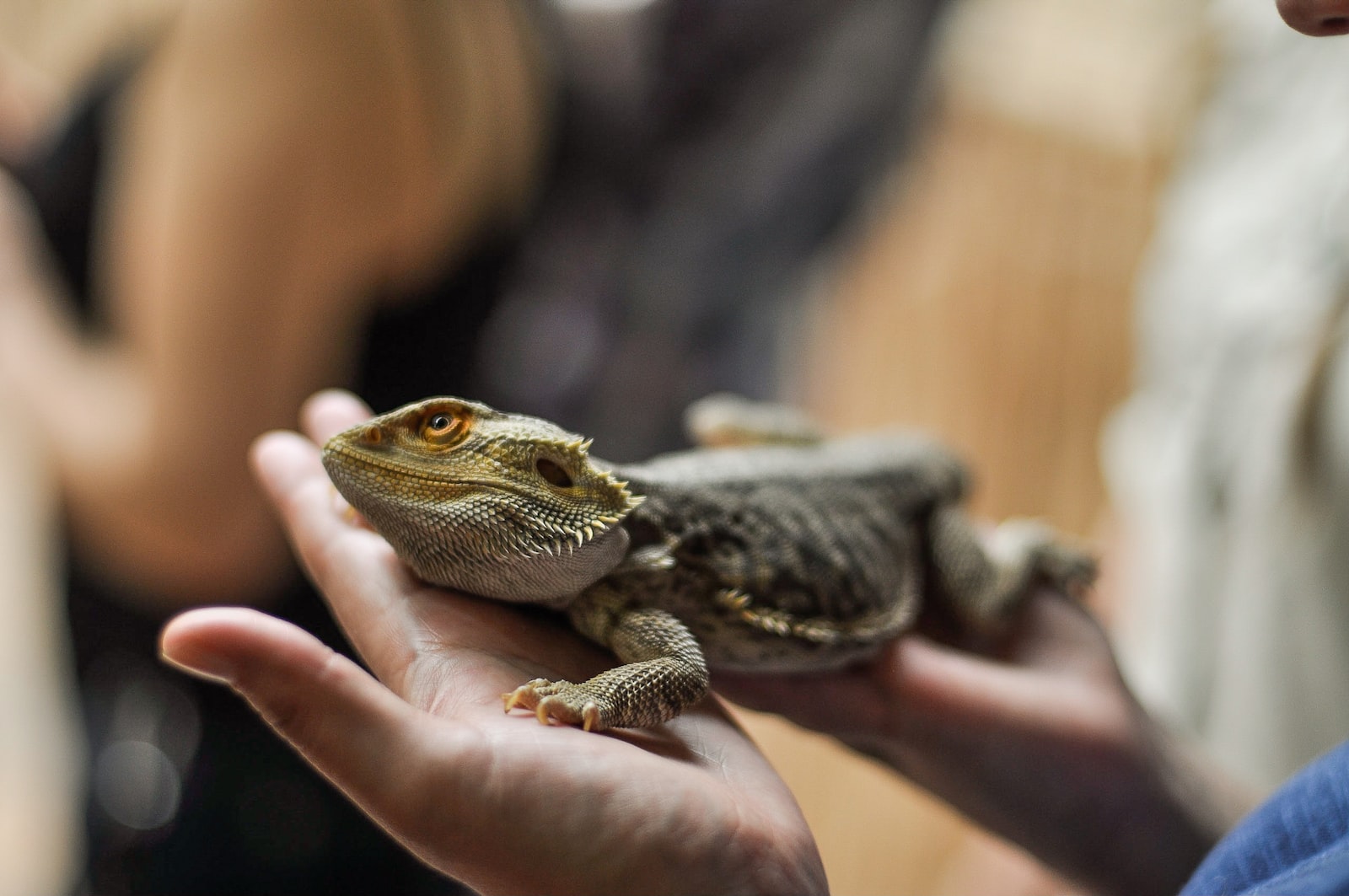 Los mejores trucos para viajar con tu reptil