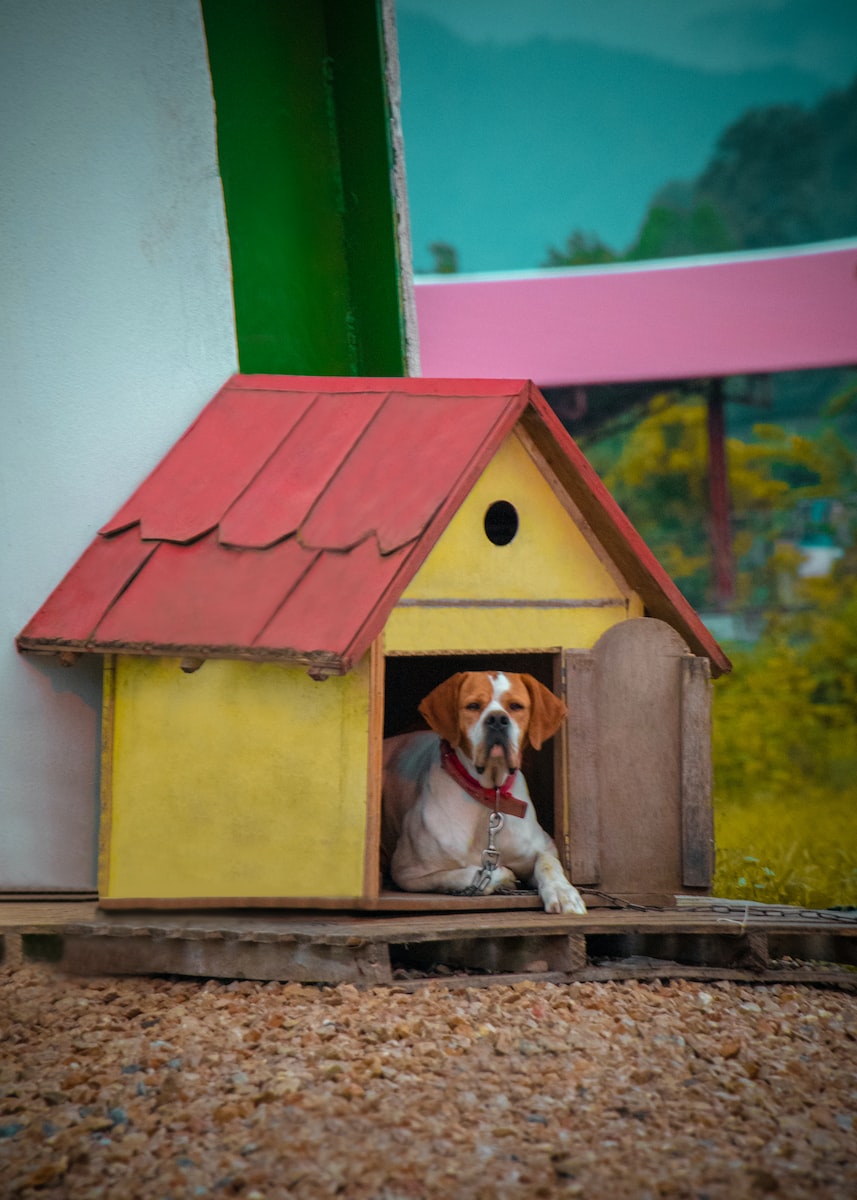 Cómo elegir el mejor refugio para tu perro