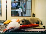 fawn pup on red and white textile