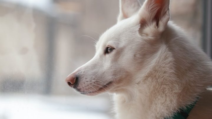 El viaje hacia el hogar perfecto para una mascota rescatada