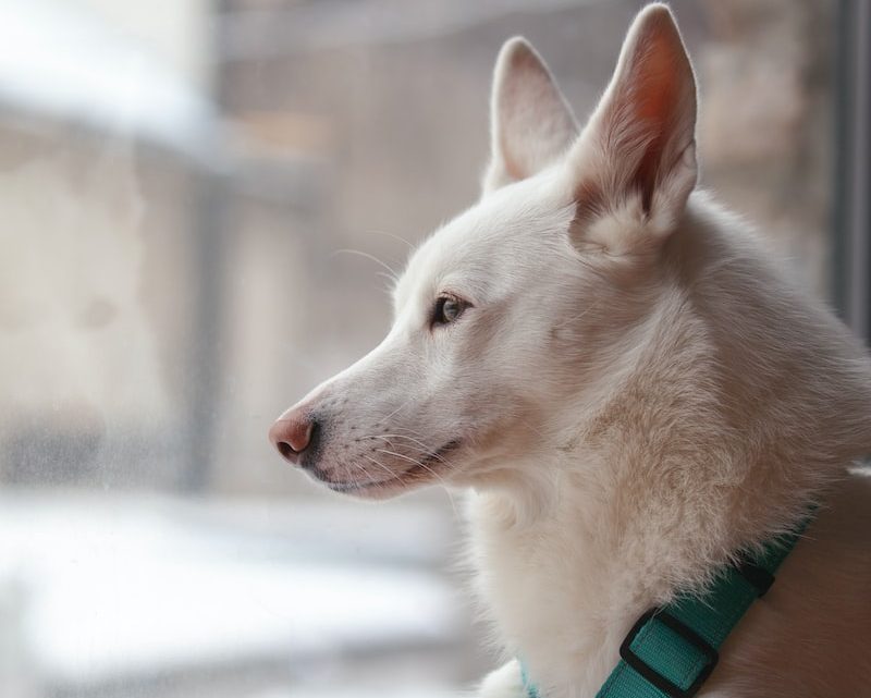 El viaje hacia el hogar perfecto para una mascota rescatada