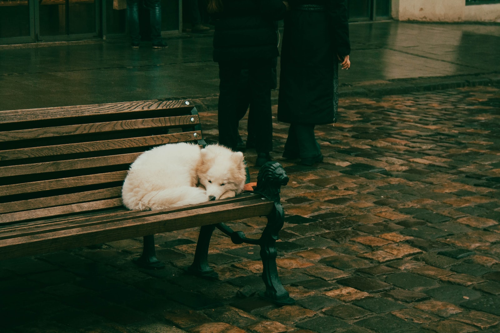 Prevenir y solucionar problemas de separación en tu mascota