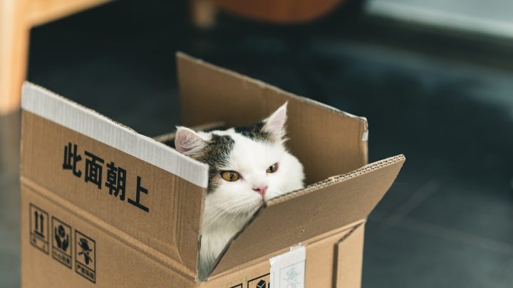 Cómo hacer que tu gato ame su caja de arena