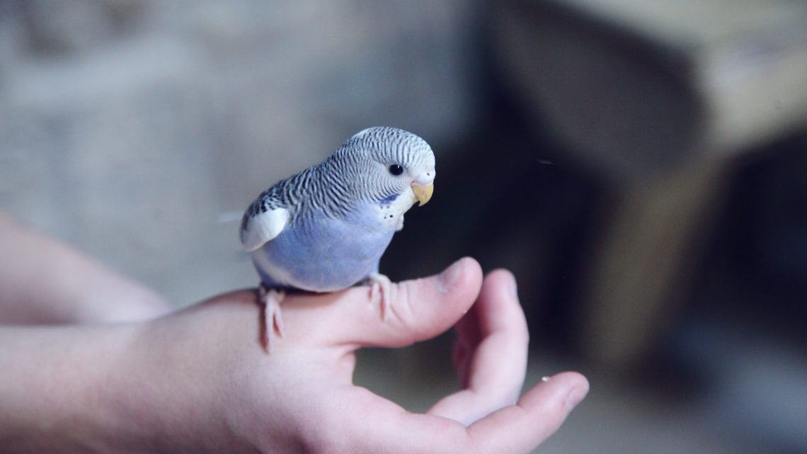 Cómo detectar y tratar enfermedades comunes en aves