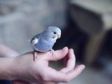 blue parakeet on hand