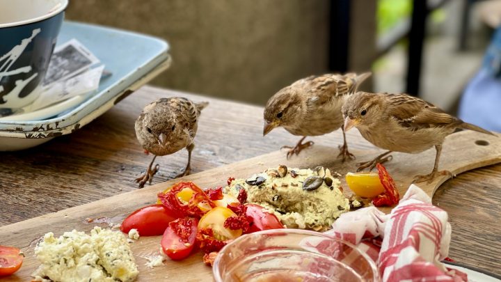 Cómo elegir el mejor tipo de comida para tu ave