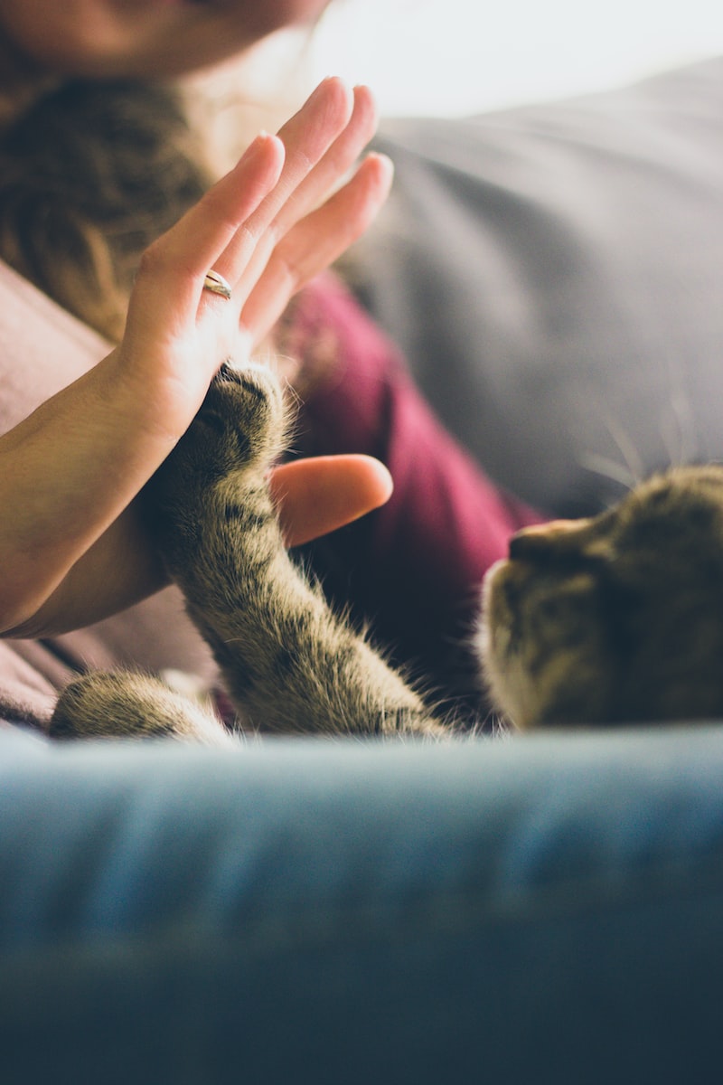 Enseñar trucos nuevos a tu mascota